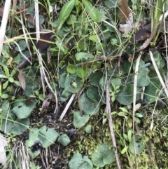 Corysanthes sp. (A Helmet Orchid) at Gibraltar Pines - 3 Oct 2021 by PeterR