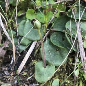 Corysanthes sp. at suppressed - suppressed