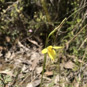Diuris chryseopsis at Paddys River, ACT - suppressed