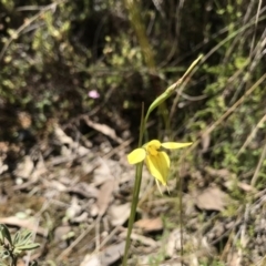 Diuris chryseopsis (Golden Moth) at Paddys River, ACT - 4 Oct 2021 by PeterR