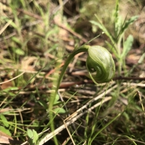 Pterostylis nutans at Paddys River, ACT - 4 Oct 2021