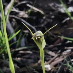 Pterostylis pedunculata (Maroonhood) at Paddys River, ACT - 3 Oct 2021 by PeterR