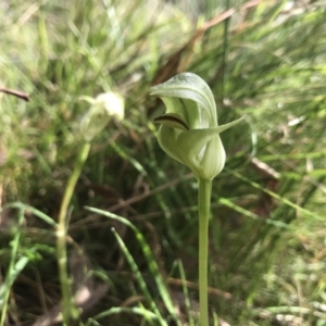 Pterostylis curta at Paddys River, ACT - suppressed