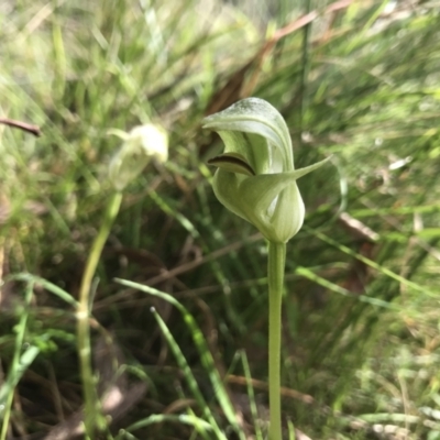 Pterostylis curta (Blunt Greenhood) at Gibraltar Pines - 3 Oct 2021 by PeterR