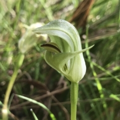 Pterostylis curta at Paddys River, ACT - suppressed