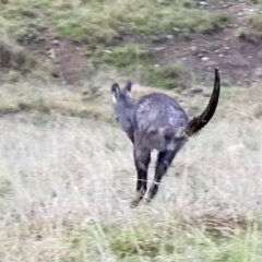 Osphranter robustus (Wallaroo) at Bullen Range - 2 Oct 2021 by PeterR