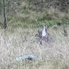 Osphranter robustus robustus at Tuggeranong DC, ACT - 2 Oct 2021