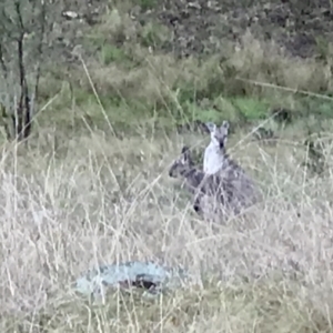 Osphranter robustus robustus at Tuggeranong DC, ACT - 2 Oct 2021 03:21 PM