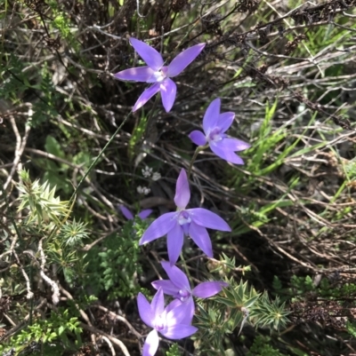 Glossodia major (Wax Lip Orchid) at Kambah, ACT - 8 Oct 2021 by PeterR