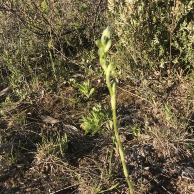 Hymenochilus bicolor (ACT) = Pterostylis bicolor (NSW) (Black-tip Greenhood) at Chifley, ACT - 8 Oct 2021 by PeterR