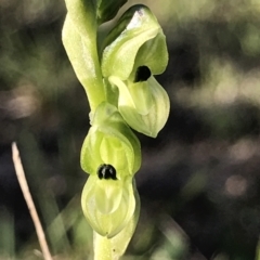 Hymenochilus bicolor (ACT) = Pterostylis bicolor (NSW) at Chifley, ACT - 8 Oct 2021