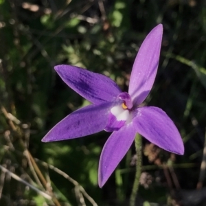 Glossodia major at Fisher, ACT - 8 Oct 2021