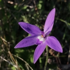Glossodia major (Wax Lip Orchid) at Fisher, ACT - 8 Oct 2021 by PeterR
