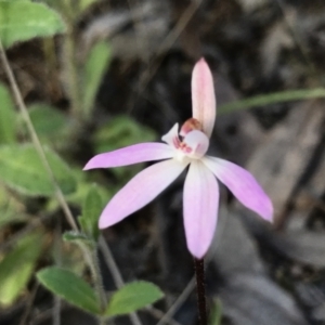 Caladenia fuscata at Tuggeranong DC, ACT - suppressed