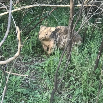 Vombatus ursinus (Common wombat, Bare-nosed Wombat) at Paddys River, ACT - 6 Oct 2021 by PeterR