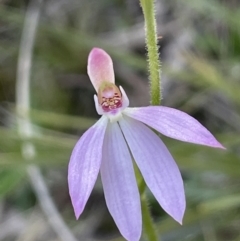 Caladenia carnea (Pink Fingers) at Hackett, ACT - 8 Oct 2021 by JaneR
