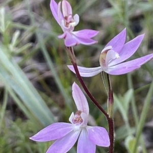 Caladenia carnea at Hackett, ACT - 8 Oct 2021