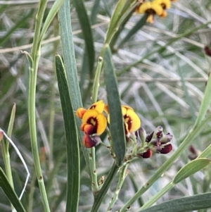 Daviesia leptophylla at Hackett, ACT - 8 Oct 2021 06:33 PM