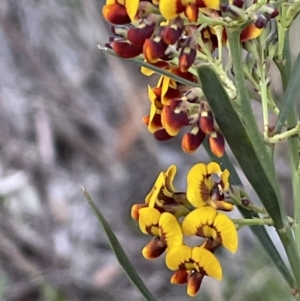 Daviesia leptophylla at Hackett, ACT - 8 Oct 2021 06:33 PM