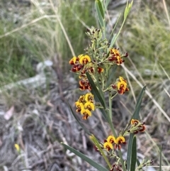 Daviesia leptophylla at Hackett, ACT - 8 Oct 2021