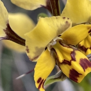 Diuris pardina at Watson, ACT - suppressed