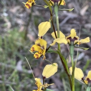 Diuris pardina at Watson, ACT - 8 Oct 2021