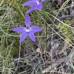 Glossodia major (Wax Lip Orchid) at Mount Majura - 8 Oct 2021 by JaneR