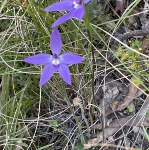 Glossodia major at Hackett, ACT - suppressed