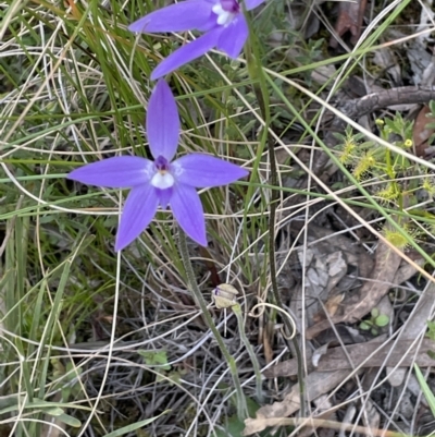 Glossodia major (Wax Lip Orchid) at Hackett, ACT - 8 Oct 2021 by JaneR