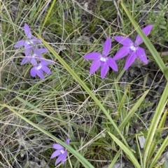 Glossodia major at Hackett, ACT - suppressed