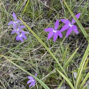 Glossodia major at Hackett, ACT - suppressed