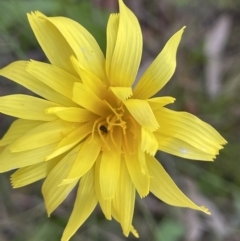 Microseris walteri (Yam Daisy, Murnong) at Mount Majura - 8 Oct 2021 by JaneR