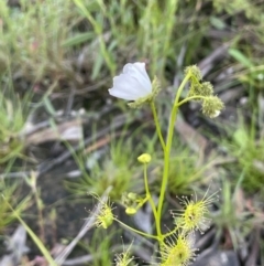 Drosera gunniana (Pale Sundew) at Hackett, ACT - 8 Oct 2021 by JaneR
