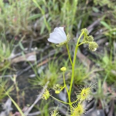 Drosera gunniana (Pale Sundew) at Hackett, ACT - 8 Oct 2021 by JaneR