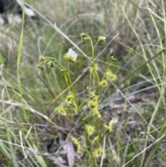 Drosera gunniana at Hackett, ACT - 8 Oct 2021