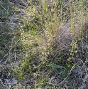 Drosera gunniana at Hackett, ACT - 8 Oct 2021 06:15 PM