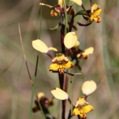 Diuris pardina (Leopard Doubletail) at Mount Majura - 8 Oct 2021 by petersan