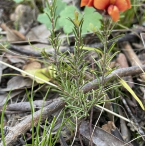 Dillwynia sp. Yetholme (P.C.Jobson 5080) NSW Herbarium at Watson, ACT - 8 Oct 2021