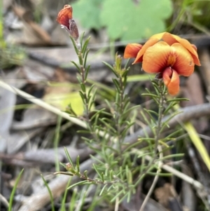 Dillwynia sp. Yetholme (P.C.Jobson 5080) NSW Herbarium at Watson, ACT - 8 Oct 2021 06:16 PM