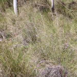 Glossodia major at Hackett, ACT - suppressed