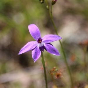 Glossodia major at Hackett, ACT - suppressed