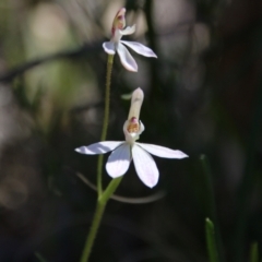 Caladenia carnea (Pink Fingers) at Watson, ACT - 8 Oct 2021 by petersan