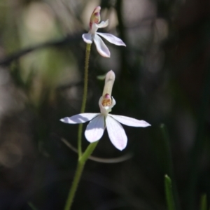 Caladenia carnea at Watson, ACT - suppressed