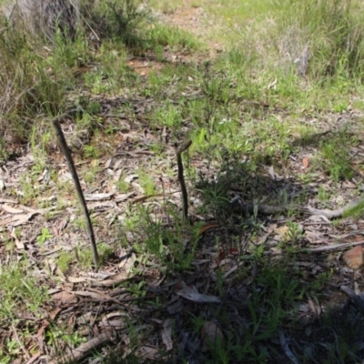 Caladenia actensis (Canberra Spider Orchid) at Mount Majura - 8 Oct 2021 by petersan