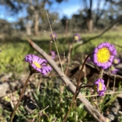 Calotis scabiosifolia var. integrifolia (Rough burr-daisy) at Googong, NSW - 8 Oct 2021 by Wandiyali