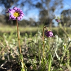 Calotis scabiosifolia var. integrifolia at Googong, NSW - 9 Oct 2021