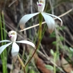 Caladenia ustulata (Brown Caps) at Acton, ACT - 6 Oct 2021 by Lou