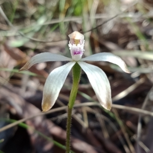 Caladenia ustulata at Acton, ACT - 7 Oct 2021