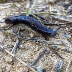 Deroceras laeve (Marsh Slug) at Wandiyali-Environa Conservation Area - 9 Oct 2021 by Wandiyali