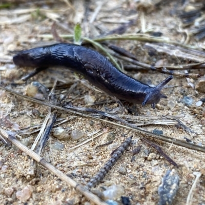Deroceras laeve (Marsh Slug) at QPRC LGA - 8 Oct 2021 by Wandiyali